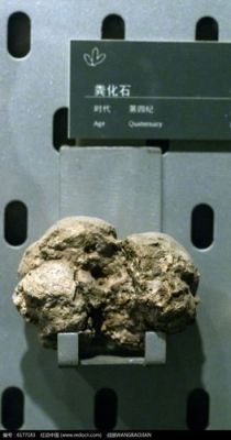 粪化石价格(屎化石图片)-图2 粪化石价格(屎化石图片)-图2