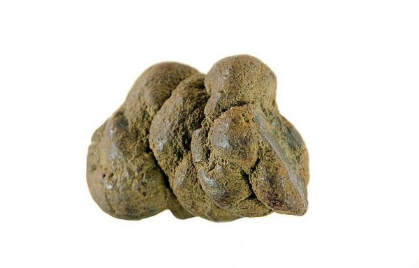粪化石价格(屎化石图片)-图3 粪化石价格(屎化石图片)-图3