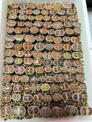 菊纹章价格(菊纹章怎么培育出来的)-图2 菊纹章价格(菊纹章怎么培育出来的)-图2