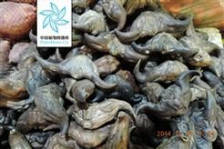 乌菱的价格(老乌菱学名叫什么)-图2 乌菱的价格(老乌菱学名叫什么)-图2