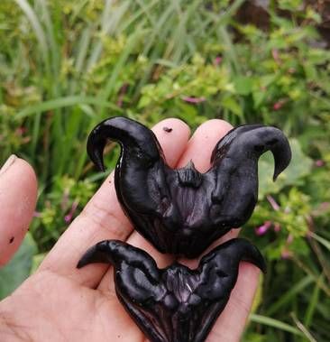 乌菱的价格（老乌菱学名叫什么）