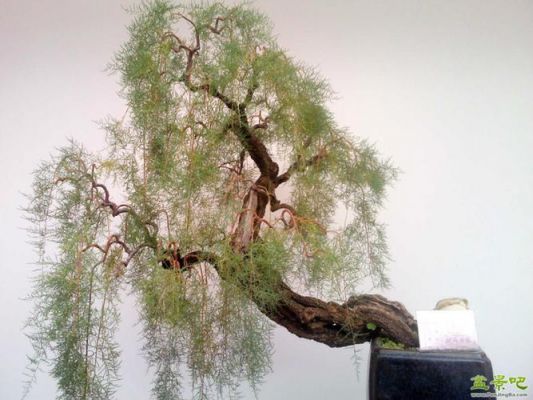 怪柳的价格(怪柳树盆景图片大全)-图3 怪柳的价格(怪柳树盆景图片大全)-图3