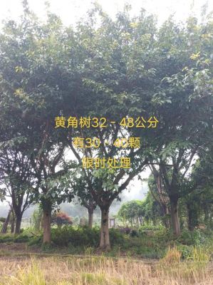 黄角树价格(黄角树木材)-图1 黄角树价格(黄角树木材)-图1