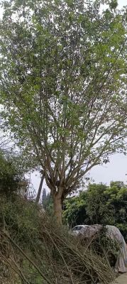 黄角树价格(黄角树木材)-图2 黄角树价格(黄角树木材)-图2