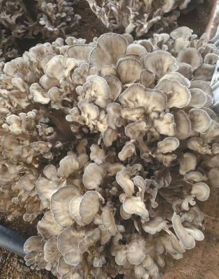 栗树蘑价格(栗树蘑的营养价值)-图3 栗树蘑价格(栗树蘑的营养价值)-图3