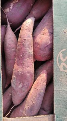 西瓜红红薯价格行情(西瓜红红薯产量怎么样)-图2 西瓜红红薯价格行情(西瓜红红薯产量怎么样)-图2