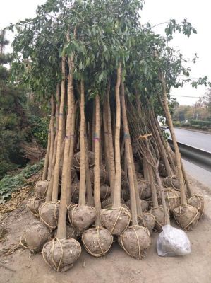 香胶树的价格(香椽树价格)-图2 香胶树的价格(香椽树价格)-图2