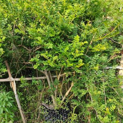 刺梨苗木价格(刺梨子苗单价)-图3 刺梨苗木价格(刺梨子苗单价)-图3