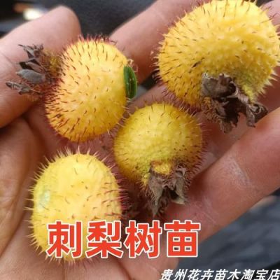 刺梨苗木价格(刺梨子苗单价)-图2 刺梨苗木价格(刺梨子苗单价)-图2