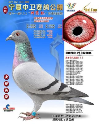 佛克特价格（佛科克大名鸽图片）