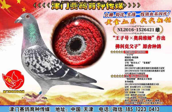 佛克特价格（佛科克大名鸽图片）-图3