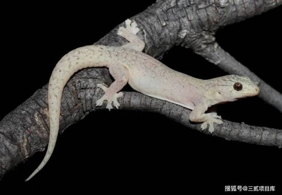 关于野生大壁虎价格的信息-图3 关于野生大壁虎价格的信息-图3