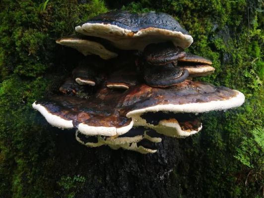 树舌价格(树舌价格行情)-图3 树舌价格(树舌价格行情)-图3