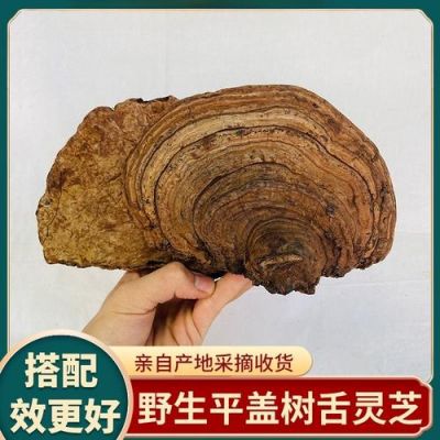 树舌价格（树舌价格行情）
