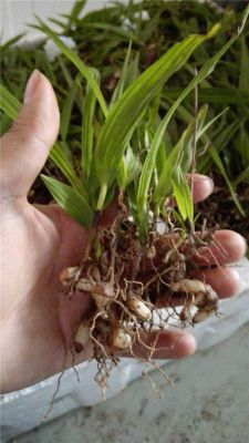 白芨果价格(白芨果荚什么时候采摘)-图3 白芨果价格(白芨果荚什么时候采摘)-图3