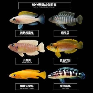 卷贝价格(卷贝有哪些品种)-图3 卷贝价格(卷贝有哪些品种)-图3