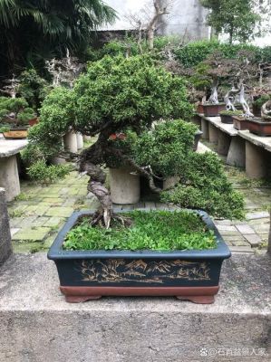 真柏价格（真柏贵吗）