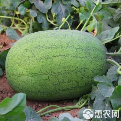 绿之秀西瓜的价格(绿之鲜农产品有限公司)-图2 绿之秀西瓜的价格(绿之鲜农产品有限公司)-图2