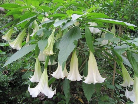 蔓陀萝花价格（蔓陀萝花是什么样的）
