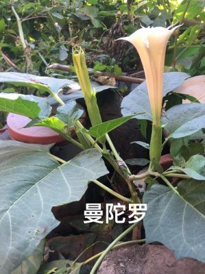 蔓陀萝花价格(蔓陀萝花是什么样的)-图3 蔓陀萝花价格(蔓陀萝花是什么样的)-图3