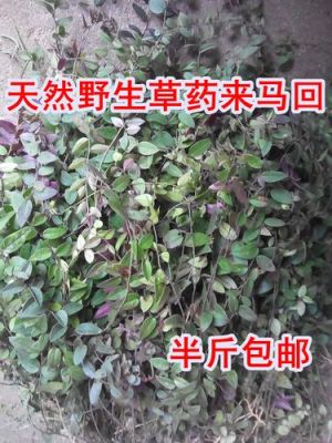来马回价格(来马回主要是能治什么病)-图3 来马回价格(来马回主要是能治什么病)-图3