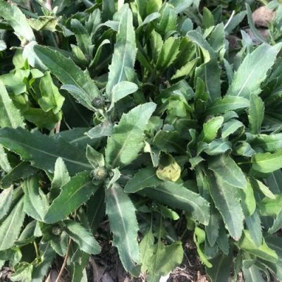 菜蓟价格(菜蓟的营养价值及功效)-图3 菜蓟价格(菜蓟的营养价值及功效)-图3