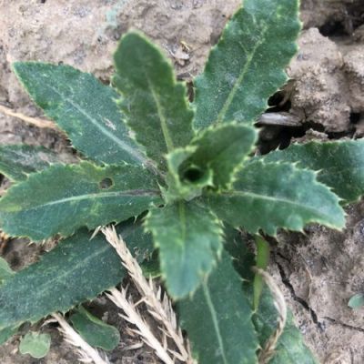菜蓟价格(菜蓟的营养价值及功效)-图2 菜蓟价格(菜蓟的营养价值及功效)-图2
