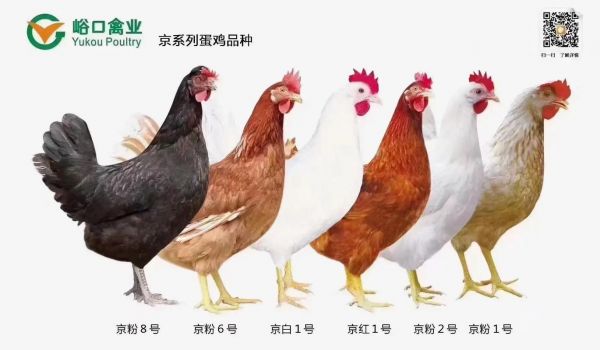 峪口鸡雏价格（峪口蛋鸡品种）-图2