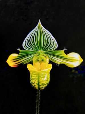 包含兜兰花价格的词条-图2 包含兜兰花价格的词条-图2