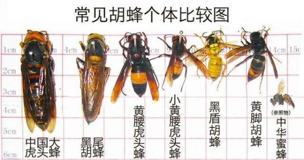 胡蜂毒价格（胡蜂毒价格多少一克）
