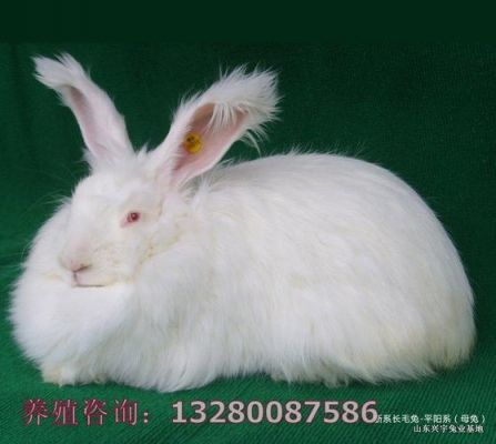 踏兔价格(踏踏兔照片)-图3 踏兔价格(踏踏兔照片)-图3