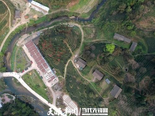 红敏茶园价格（贵州红敏茶园）