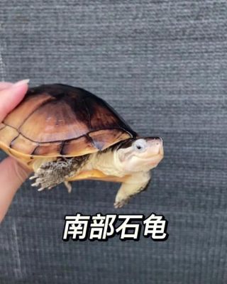 石板龟价格(石板龟能长多大)-图2 石板龟价格(石板龟能长多大)-图2