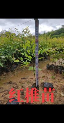 价格红椎苗(红椎树图片大全)-图2 价格红椎苗(红椎树图片大全)-图2