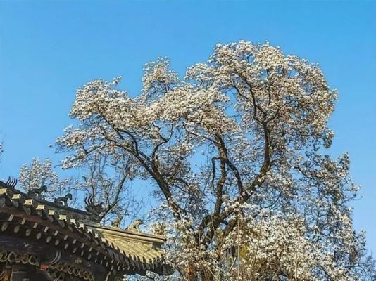 7公分国槐价格（68公分国槐现在什么价格）