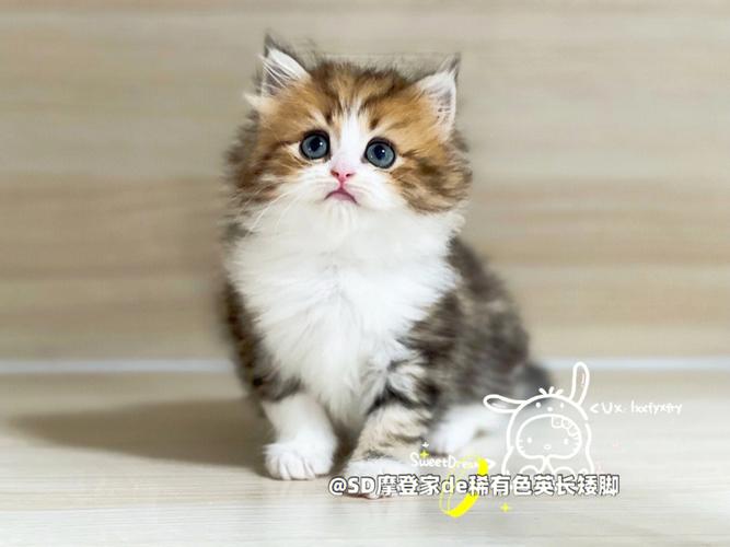 金斑龙猫价格(金斑猫多少钱)-图1 金斑龙猫价格(金斑猫多少钱)-图1