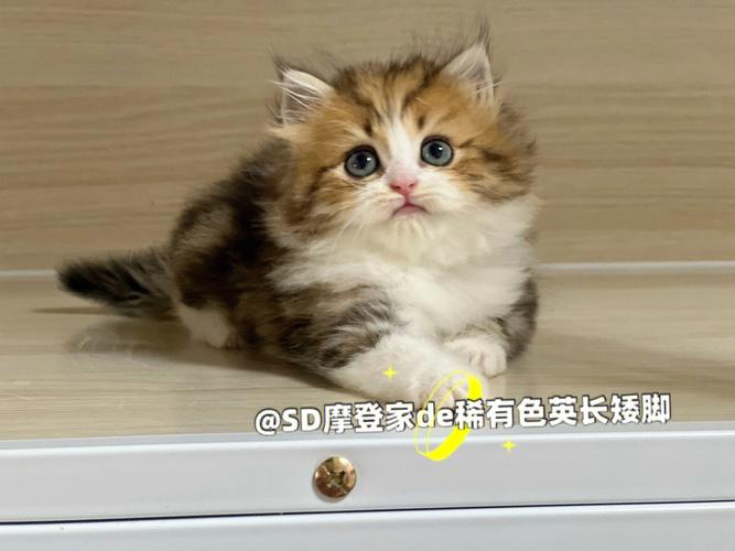 金斑龙猫价格(金斑猫多少钱)-图3 金斑龙猫价格(金斑猫多少钱)-图3