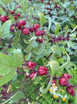 玫瑰茄价格（玫瑰茄价格一览表）