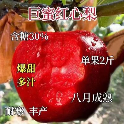 红梨树价格（红皮梨树多少钱一棵）
